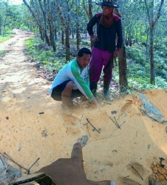 Warga memperlihatkan jejak kaki Harimau Sumatera di kawasan Muara Takus, Kabupaten Kampar, beberapa waktu lalu. Foto: Riau1.com