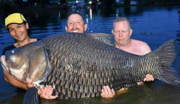 Jhon Harvey didampingi Dan Hastings dan Nanwam, mengabadilan Ikan Mas terbesar di Dunia, yang berhasil dipancingnya di salah satu danau di Thailand Selatan. Foto: int 