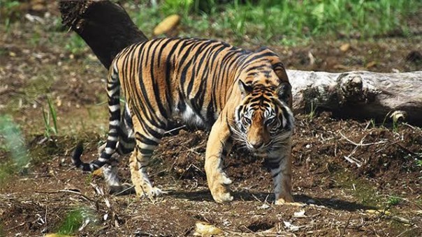 Harimau Sumatera jantan, Inung Rio yang terjerat akhirnya mati di Sumbar (foto/ilustrasi)