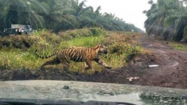 Harimau Sumatera Bonita, terpantau petugas tengah berkeliaran siang hari di perkebunan sawit, sebelum akhirnya ditangkap. Foto: int 
