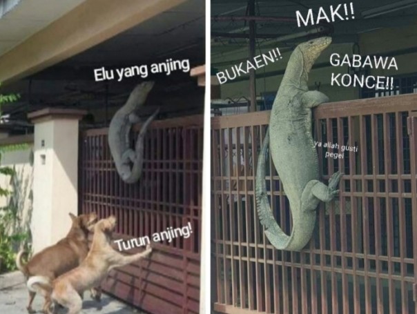 Viral biawak naik pagar dikejar anjing dijadikan meme (foto/int)