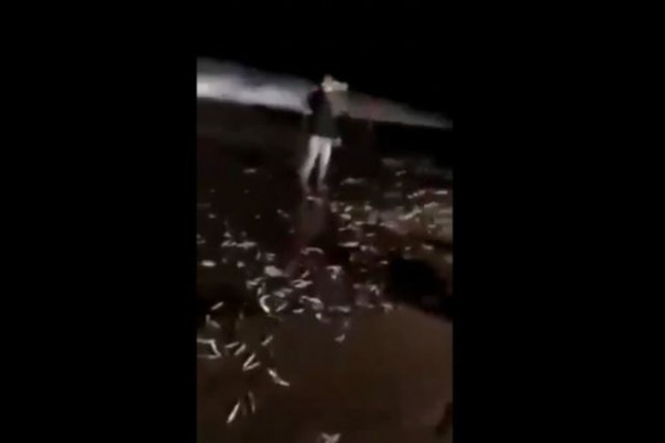 Rekaman video yang memperlihatkan ikan-ikan terdampar di pantai, beberapa saat sebelum gempa melanda Bali, Selasa pagi tadi. Foto: int 