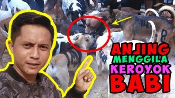 Balapan Anjing dan Berburu Babi Hutan di Pekanbaru