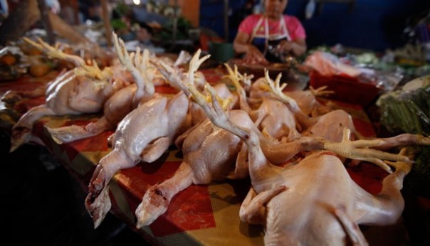 Ayam potong atau ayam kampung di jual di pasaran (foto/ilustrasi)