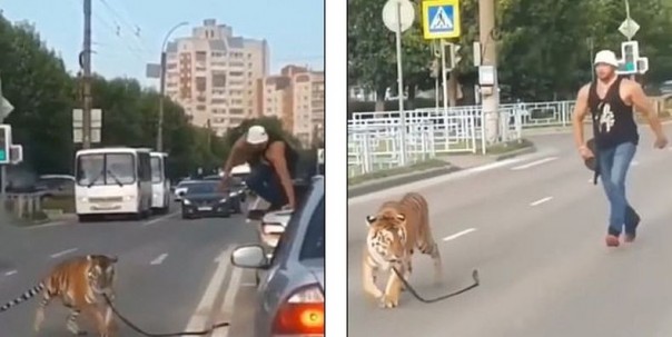 Harimau Melenggang di Jalan Raya