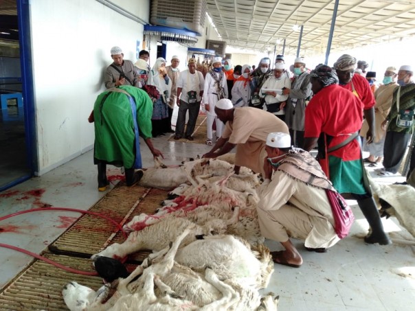 Jamaah Calon Haji (JCH) Kabupaten Bengkalis melaksanakan Dam (denda) berupa penyembelihan hewan domba./IST