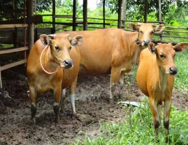 Pemko Pekanbaru targetkan sembelih 15 sapi untuk Idul Adha 2019 (foto/int)