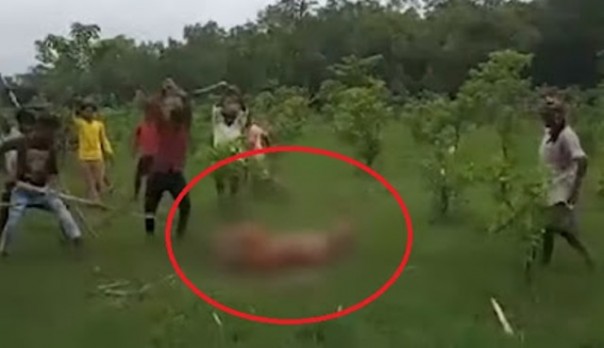 Salah satu rekaman video yang memperlihatkan warga beramai-ramai memukuli seekor harimau betina. Foto: int 