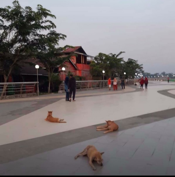 Para pengunjung mengaku terganggu dengan keberadaan anjing di dekat lokasi wisata/lin