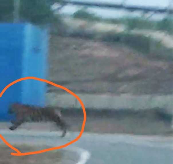 Harimau Sumatera yang terpantau berada di GS 5 Minas, Rabu 7 Agustus 2019 pagi tadi. Foto: ist 