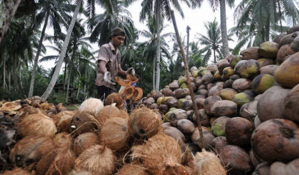Seorang petani kelapa di Inhil/rgo