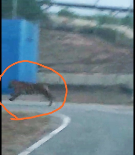 Harimau dewasa tertangkap video amatir oleh seorang karyawan di Minas, Siak (foto/int)