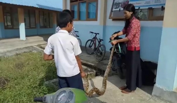 Guru cantik di Sulbar berhasil taklukkan ular piton di sekolahnya (foto/int)
