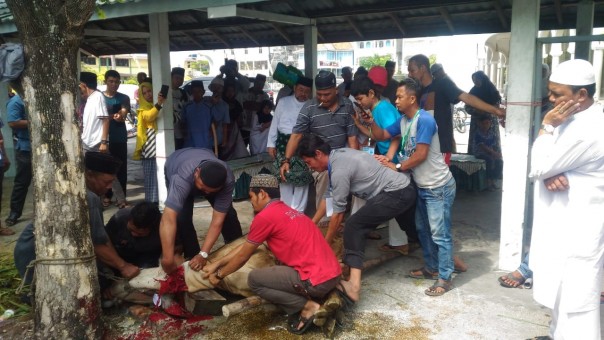 Penyembelihan hewan kurban di Masjid Istiqomah Bengkalis/hari