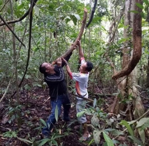 Warga meminum air dari pohon Bajakah di Kalimantan Tengah. Tanaman ini mendadak terkenal setelah disebut bisa dijadikan obat untuk penyakit kanker. Foto: int 