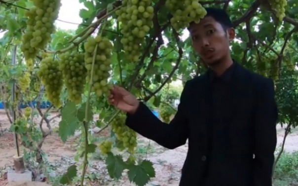 Aktivis Gaza Palestina, Muhammad Husein unggah kebun anggur (foto/int)