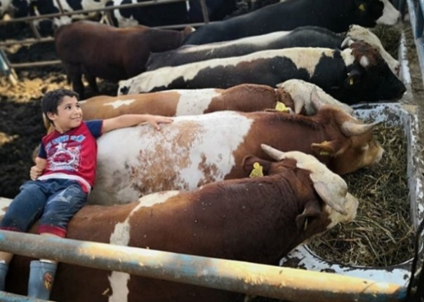 Seorang anak kecil bermain dengan sapi-sapi di peternakan milik orangtuanya (foto/int)