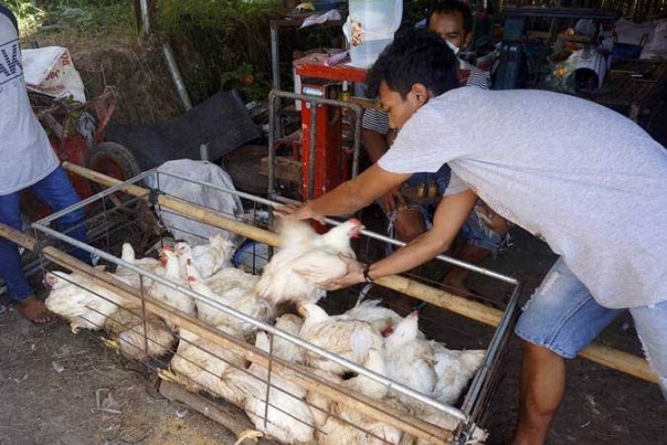 Ayam ras di Pekanbaru dijual murah hingga Rp 15 ribu per kilogram (foto/int)