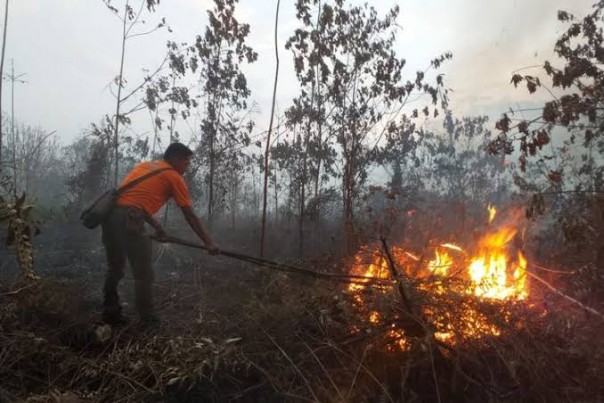 Petugas BPBD memadamkan api akibat Kebakaran hutan dan lahan di Riau