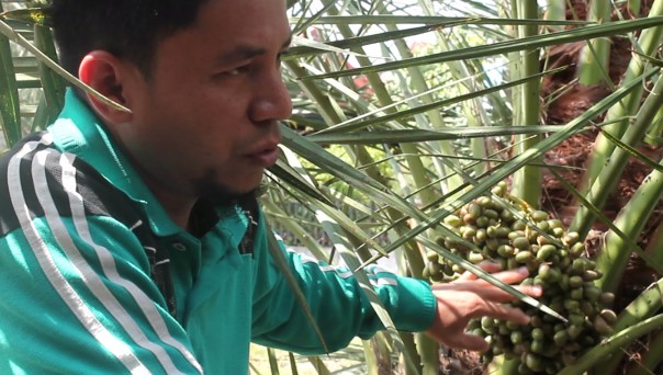 Muhammad Rafi menunjukkan kurma tropis KL1 di kebun miliknya yang sedang berbuah (foto/riki)