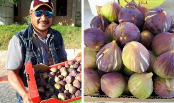Aktivis kemanusiaan Bang Onim tunjukkan buah tin atau buah surga hasil panen petani di Gaza, Palestina (foto/int)