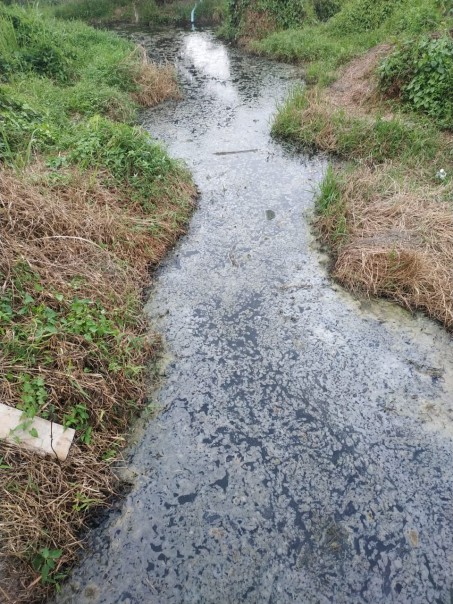 Dugaan Dpencemaran lingkungan Sungai Tapa di Desa Dundangan Kecamatan Pangkalan Kuras/ardi