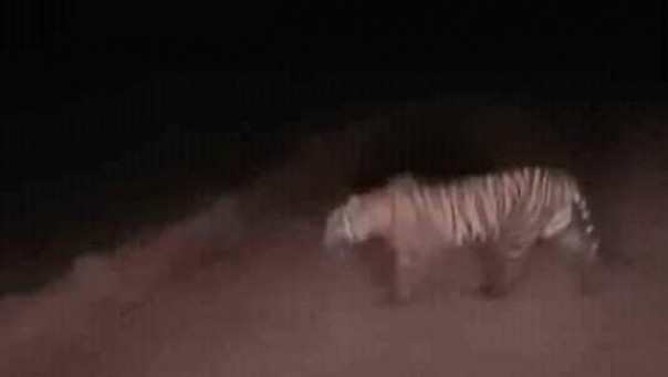 Harimau Sumatera yang terpantau kamera warga saat muncul dan berkeliaran di pemukiman warga di Rokan Hilir. Foto: int 