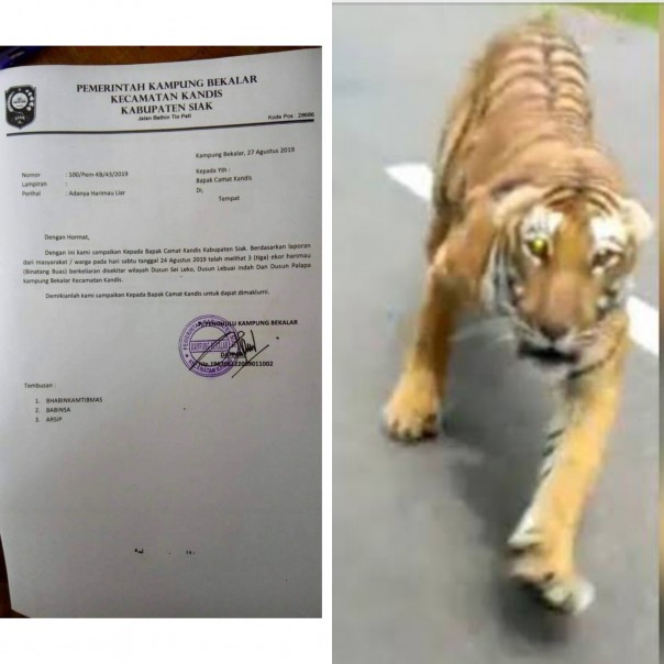  Beredar Video dan Surat Peringatan Penampakan Harimau/lin