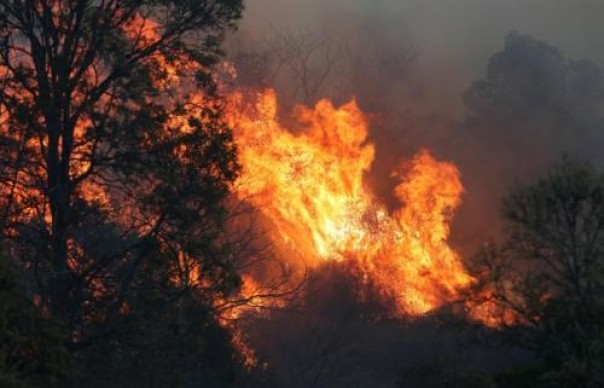 Australia berjibaku memadamkan kebakaran hutan (foto/int)