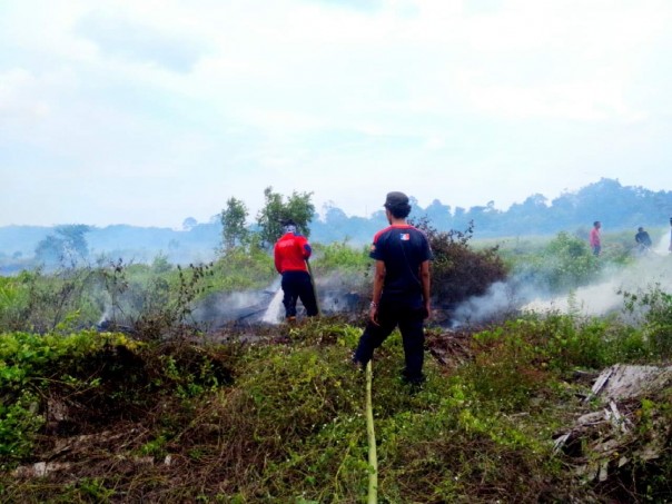 Lahan yang sudah ditumbuhi tanaman sawit milik warga di Bungaraya terbakar./lin