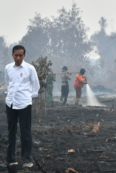 Presiden Jokowi langsung meninjau lahan bekas terbakar di Kabupaten Pelalawan (foto/istimewa)