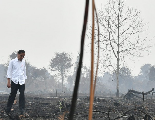 Presiden Jokowi saat melakukan tinjauan ke lokasi karhutla di Desa Merbau, Kecamatan Bunut, Kabupaten Pelalawan, Riau, Selasa, 17 September 2019