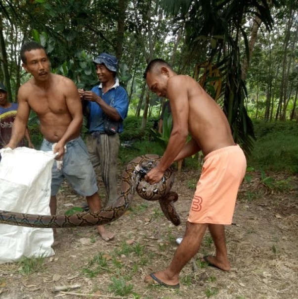 Warga mengamankan seekor ular Piton berukuran besar yang ketahuan masuk pemukiman warga di Kabupaten Bengkalis. Foto: hari