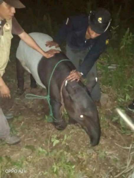 Warga menyelamatkan seekot tapir yang terperamgkap jerat babi di Bengkalis/hari