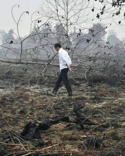 Presiden Jokowi saat meninjau lahan yang terbakar di Pelalawan Provinsi Riau