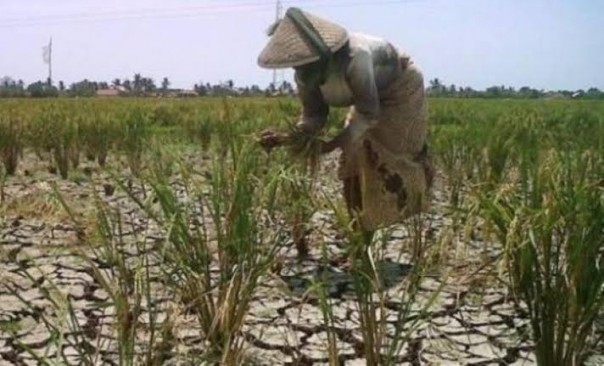 Petani di Kuansing belum tanam padi akibat musim kering dan kabut asap (foto/int)