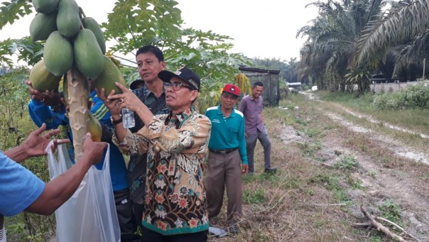 Bupati Kuantan Singingi Mursini MSi mengunjungi Kelompok Tani Rukun Sentosa Desa Simpang Raya Kecamatan Singingi Hilir (foto/zar)