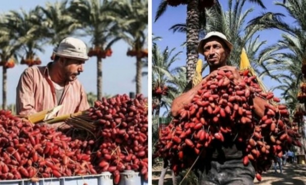 Kurma merah Gaza Palestina tumbuh subur (foto/int)
