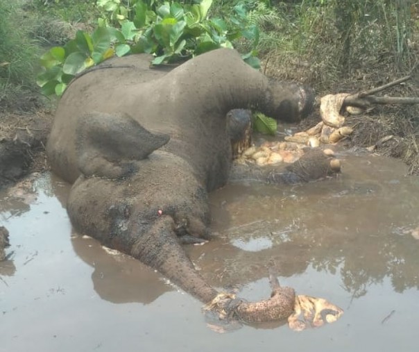 Gajah mati di temukan di Suaka Marga Satwa Di Kecamatan Pinggir Kabupateng Bengkalis.