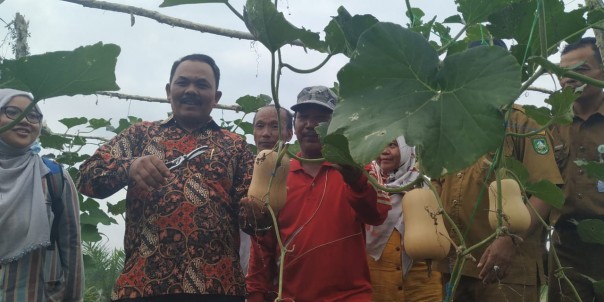 Petani Labu Madu jenis Hana yang berada di Kecamatan Siak Kecil, Kabupaten Bengkalis meminta bantuan kepada Pemerintah Kabupaten Bengkalis (foto/hari)