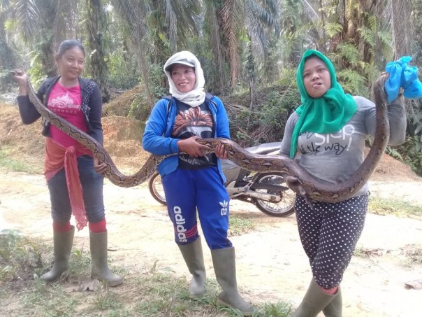 Emak-emak di Kebun Sawit Tangkap Ular Phiton Sepanjang 4 Meter