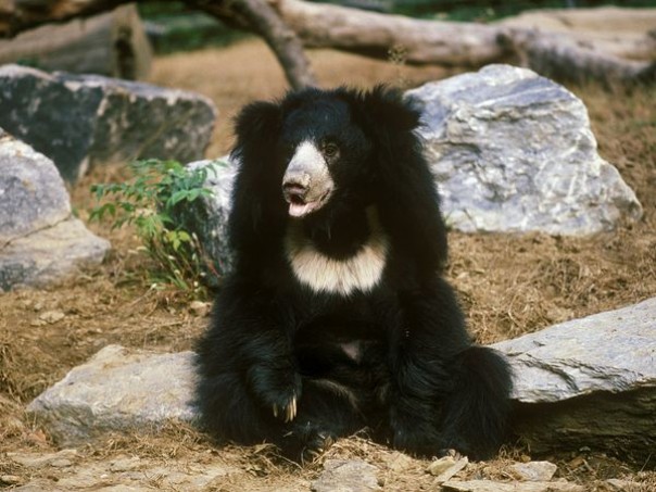 Beruang sloth dibunuh pria india untuk diambil penisnya (foto/int)