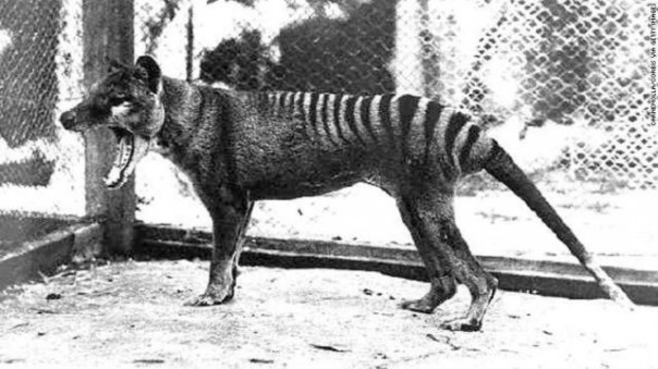 Potret terakhir harimau tasmania di tahun 1936 di suatu kebun binatang di Australia. Foto: int 