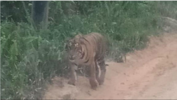 Rekaman video amatir yang memperlihatkan seekor Harimau Sumatera yang tampak berkeliaran di areal Zamrud, Kabupaten Siak. Foto: int 