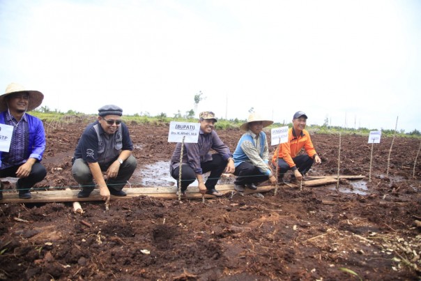 Bupati Siak Alfedri menanam ubi kayu racun di Dusun III Sungai Mungkal (foto/lin)