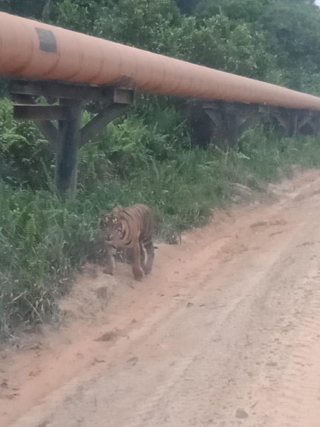 Harimau Sumatra terlihat berkeliaran di daerah Kabupaten Siak. Foto. Istimewa