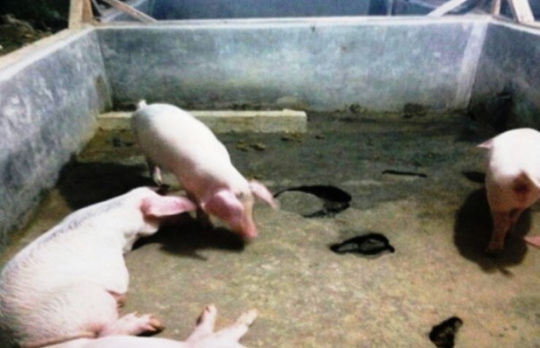 Pemotongan babi di Jalan Siliwangi RT 022, Kelurahan Jayamukti, Kecamatan Dumai Timur, diduga ilegal atau tidak memiliki izin (foto/Bie)