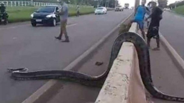 Ular Anaconda yang membuat netizen heboh saat melintai jalan raya. Foto: int 