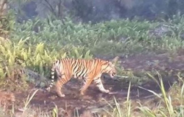 Harimau Sumatera yang terpantau berada di areal perkebunan, beberapa waktu lalu. Foto: int 