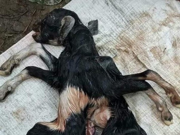 Anak kambing yang memiliki kaki delapan yang membuat warga desa Pasi Keubeudom, Kecamatan Tripa Makmur, Kabupaten Nagan Raya, Aceh heboh (Foto: Detik.com)